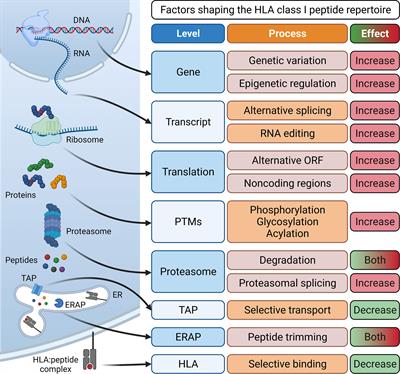 The Importance of Being Presented: Target Validation by Immunopeptidomics for Epitope-Specific Immunotherapies